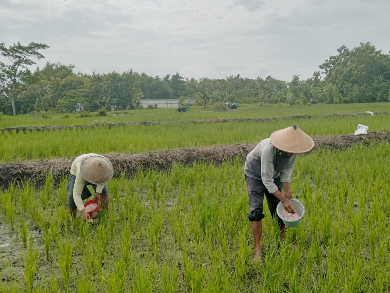 Maksimalkan Produktivitas, KSM Gemah Ripah Ngadirejo Intensifkan Perawatan Padi